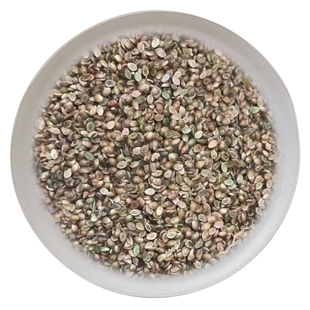 大叶油草种籽大叶油草草籽耐热抗旱矮生公园绿化四季青草坪草种子