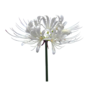 白色彼岸花大球根花种子曼珠沙华盆栽种子简单石蒜白秋季花大种球