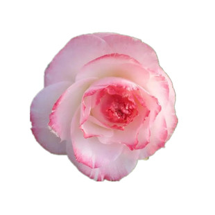 福建茶花苗花卉盆栽龙火珠十八学士五色赤丹正黄旗等1-2年苗包邮