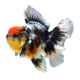 精品百褶泰狮金鱼五花麒麟虎皮招财鱼活淡水鱼苗大百褶裙好养包活