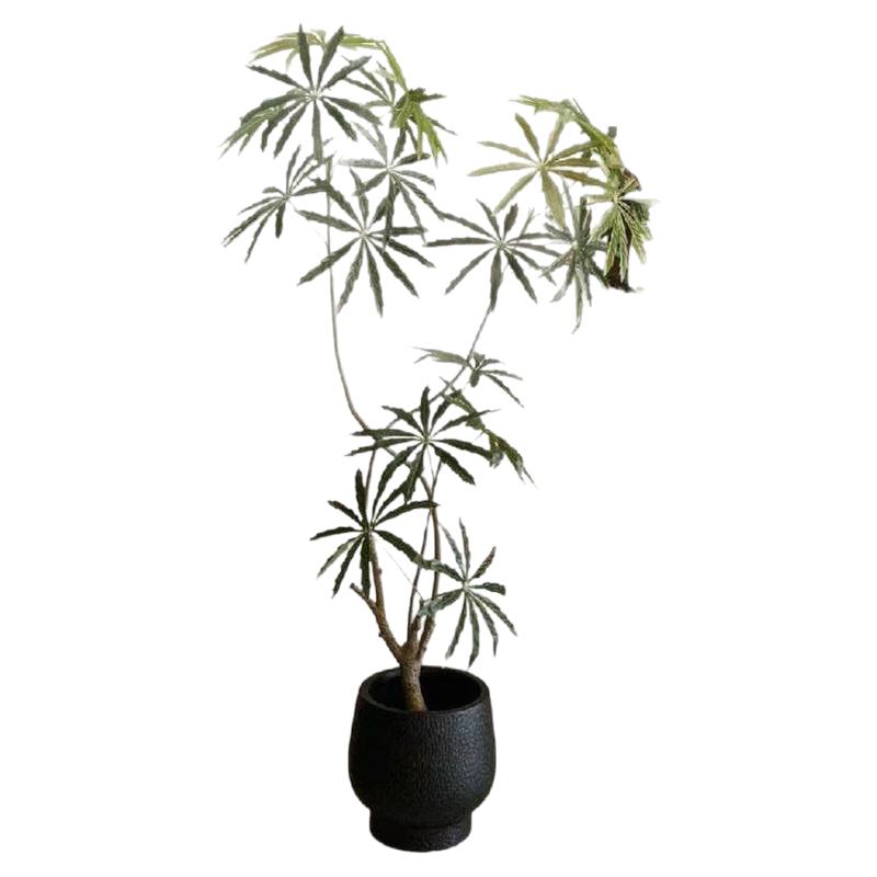 绿植仿真树孔雀木高端轻奢室内客厅角落装饰氛围感家居摆件假植物