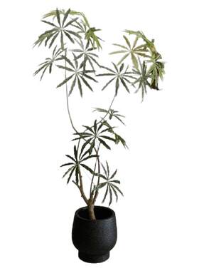 孔雀木仿真绿植高端轻奢客