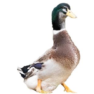 正宗农家散养青头鸭土鸭3年老鸭整只新鲜现杀水鸭麻鸭绿头野鸭子