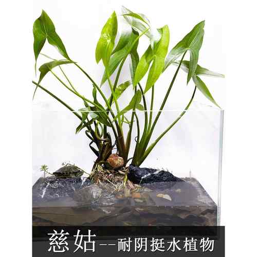 慈姑种根种苗茨菇挺水水草水族装饰淡水鱼缸沼泽过滤植物中后景