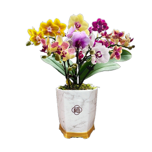 春节送礼佳品蝴蝶兰盆栽现带花苞室内花卉客厅绿植办公室四季好养