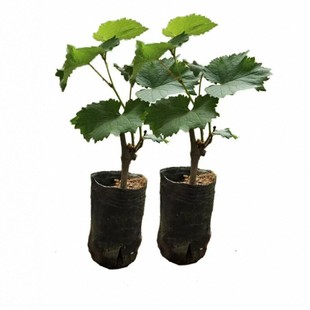 阳光玫瑰葡萄树苖南方种植果树果苗巨峰无籽北方耐寒夏黑树苗盆栽