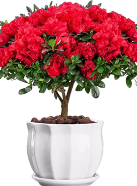 杜鹃花盆栽室内花卉四季带花苞