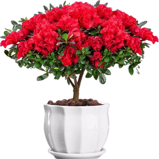 杜鹃花盆栽四季开花带花苞过年花卉室内植物花好养活阳台鲜花绿植