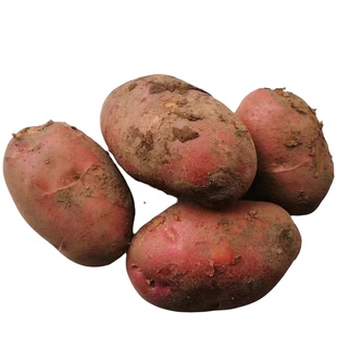 【2025年内蒙古新土豆】乌兰察布后期红爆粉开花武川红皮沙面土豆