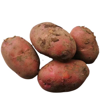 【2025年内蒙古新土豆】乌兰察布后期红爆粉开花武川红皮沙面土豆