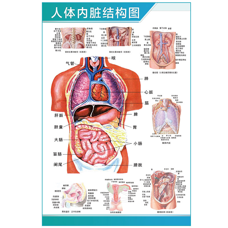 人体解剖学骨骼结构图神经肌肉内脏分布图呼吸系统消化器官挂图