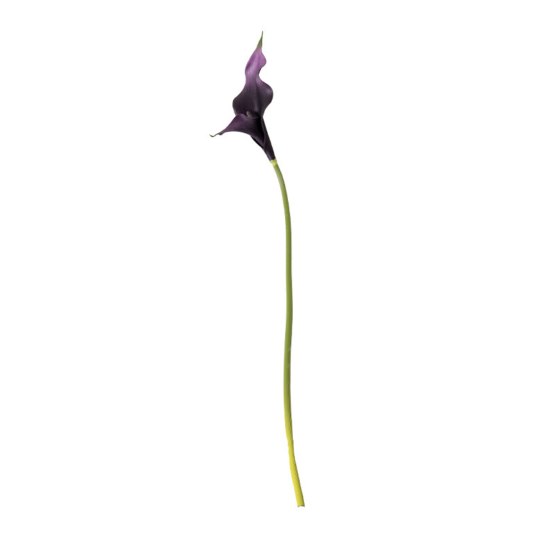 复古色系仿真花兜兰马蹄莲