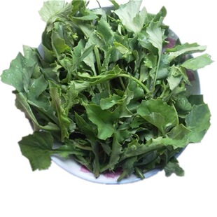 一点红羊蹄草种子食用野菜春夏秋冬四季阳台盆栽蔬菜红背菜种子