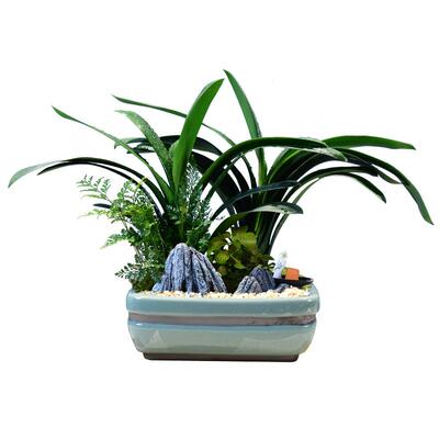 君子兰客厅绿植摆件花卉
