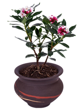 室内阳浓香型盆栽名贵带花苞摆件