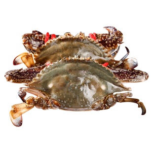 冷冻梭子蟹新鲜冰冻野生海蟹大螃蟹块白蟹飞蟹海产海鲜商用批发