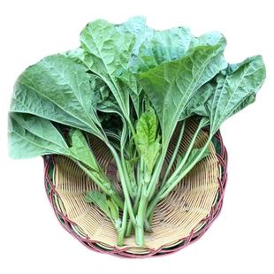 新鲜现摘冬寒菜新鲜蔬菜嫩马蹄菜东汉菜东苋菜糯米菜野菜农家自种