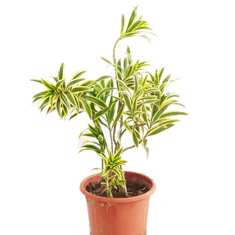 植物基地金边百合竹室内观叶耐阴