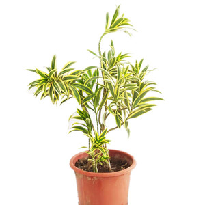 植物基地金边百合竹室内观叶耐阴