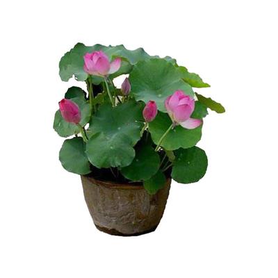 可食用观赏荷花苗种藕莲根盆栽