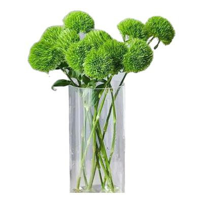 绿石竹鲜花绿毛球基地鲜切直发