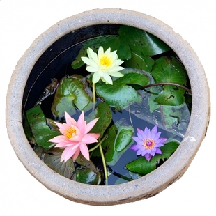 睡莲水培植物带花苞四季好养池塘荷花藕种盆栽水养水莲花根块种子