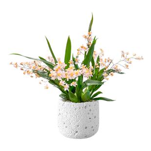 文心兰盆栽带花苞花苗梦香兰室内开花卉植物客厅阳台绿植秋冬兰花