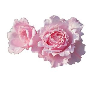 索菲罗莎 粉色大花波浪边浓香直立 灌木月季 老园丁庭院盆栽花卉