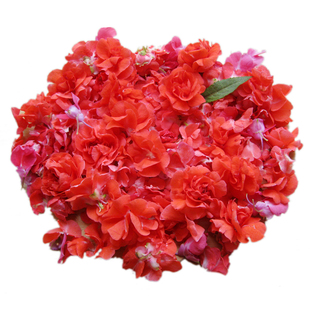 新鲜凤仙花白色凤仙花红色指甲草花染头发染指甲现摘花瓣中药干花