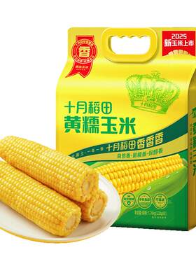 十月稻田黄糯玉米棒低脂