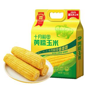 十月稻田黄糯玉米东北粘苞米杂粮粗粮低脂早餐可微波