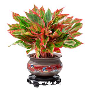 万年红盆栽花卉植物室内如意皇后观叶绿植四季好养净化空气年宵花