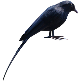 新品仿真乌鸦真羽毛老鸹万圣节cosplay表演头饰乌鸦喝水教学道具