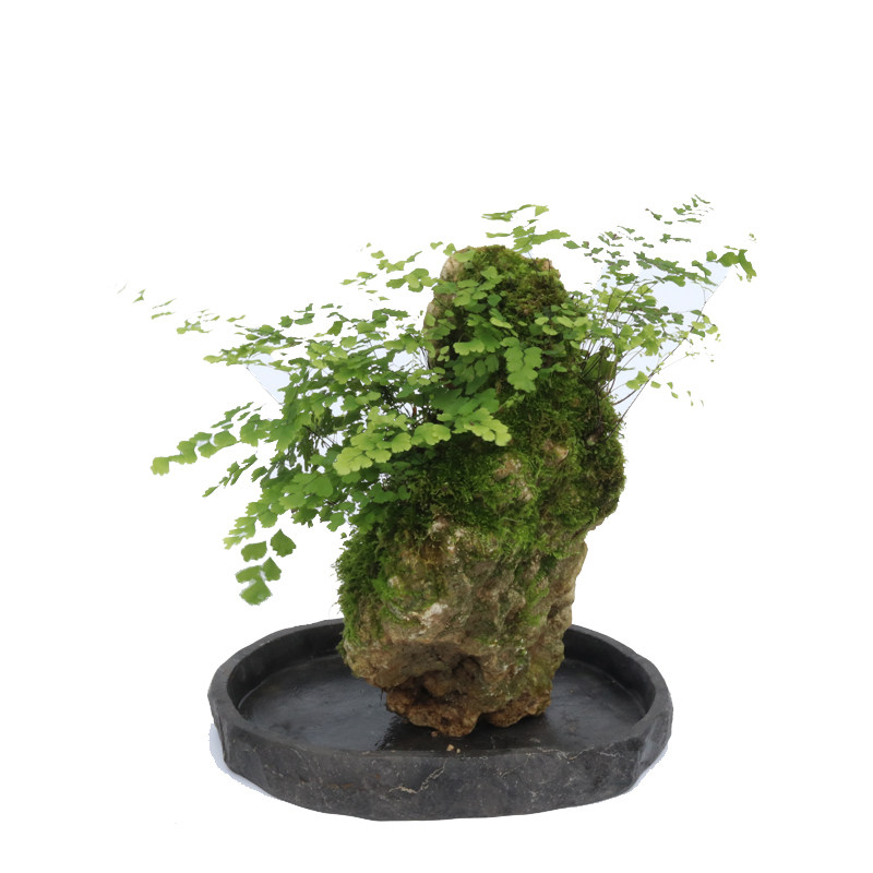 山野雅居铁线蕨绿植盆景喜阴耐水泡易种蕨类吸水石成品