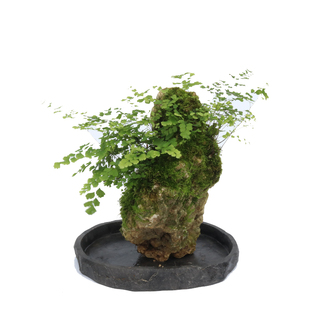 山野雅居铁线蕨绿植盆景喜阴耐水泡易种蕨类吸水石成品