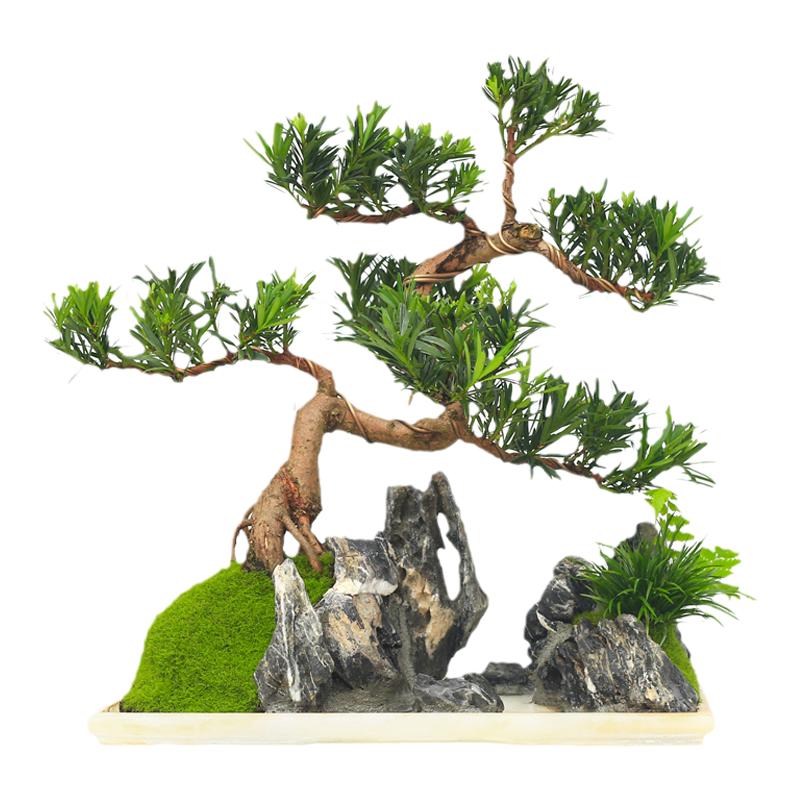 高端创意盆栽水旱一物一拍
