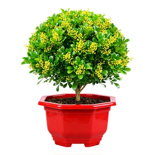 香水米兰花树苗室内阳台米仔兰盆栽绿植花卉好养花卉植物