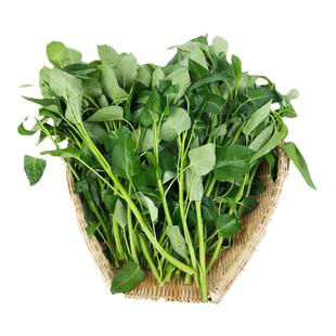 重庆老品种藤藤菜新鲜时令农家露天种植爬藤空心菜柳叶蕹菜通心菜