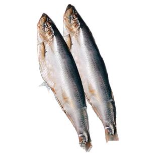 嗒莎熊俄式熏鱼整条鲱鱼冷熏生熏鱼姐同款咸鱼整条即食顺丰包邮