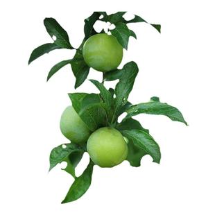 四川脱骨青脆蜂糖李子树苗新品种北方南方种植嫁接水果树果苗大全