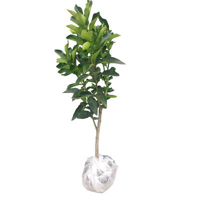 柚子树苗红心黄金三红常绿蜜柚苗