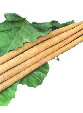 现挖新鲜牛蒡根5斤黄皮送牛蒡菜