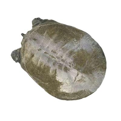 甲鱼当天活体外塘生态放养食用