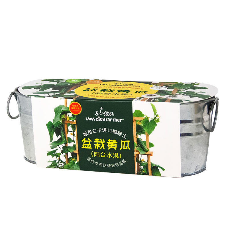 diy黄瓜番茄观察草莓生长小盆栽
