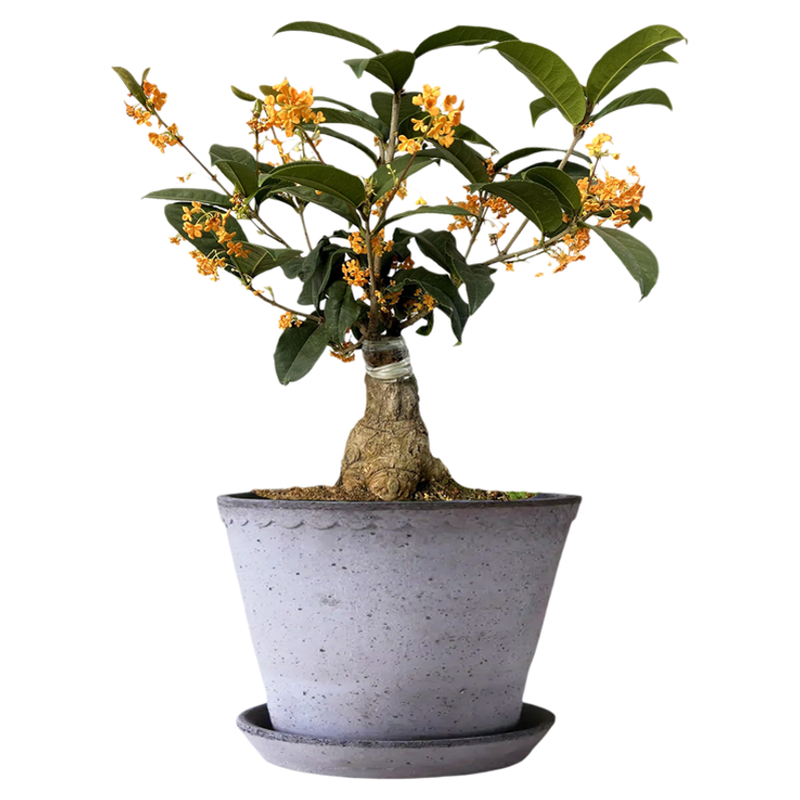四季开耐寒好养桂花盆景天香台阁