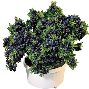 北路蓝莓树果苗带土带过北陆蓝莓苗盆栽南方北方种植当年结果树苗