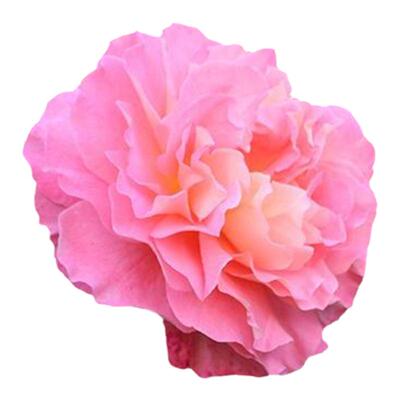 推荐大花浓香【奥古斯塔路易斯切花】盆栽月季花苗耐热耐寒小苗