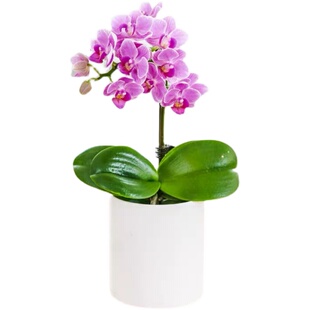 特级蝴蝶兰盆栽带花苞年宵花高端兰花花期久开业乔迁鲜花郑州同城