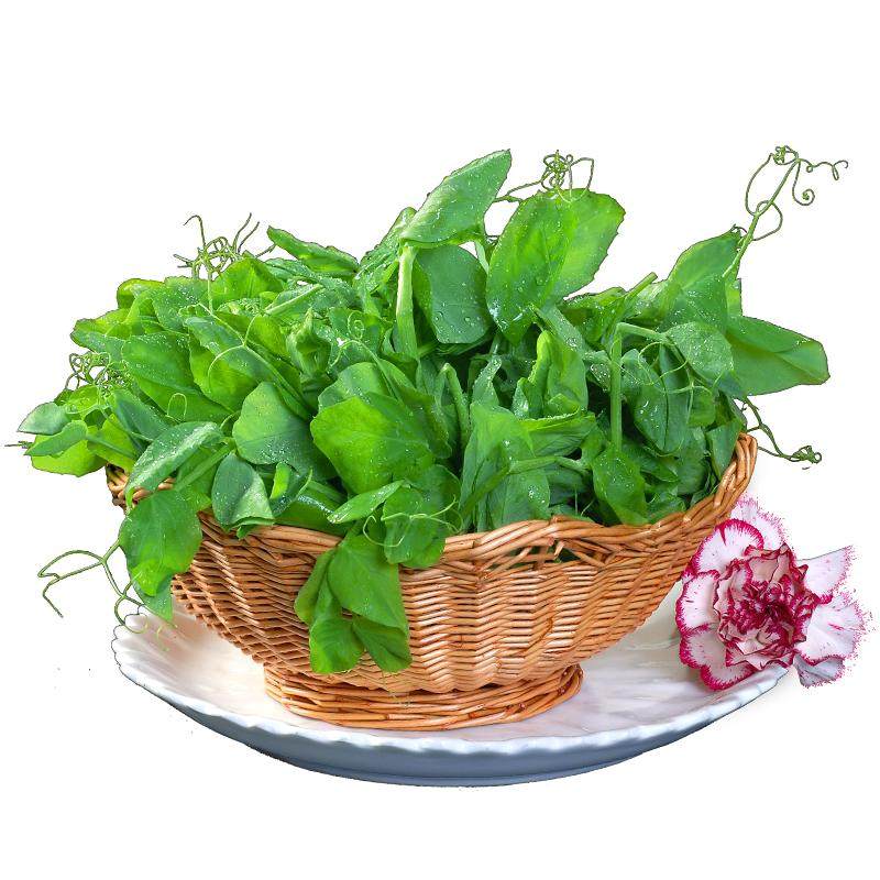 现摘四川豌豆尖当季新鲜蔬菜农家嫩豌豆苗露天种植龙须菜