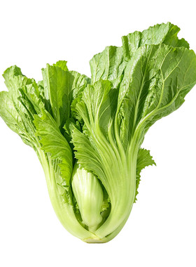 大坪埔大肉包心芥菜种子四季易种